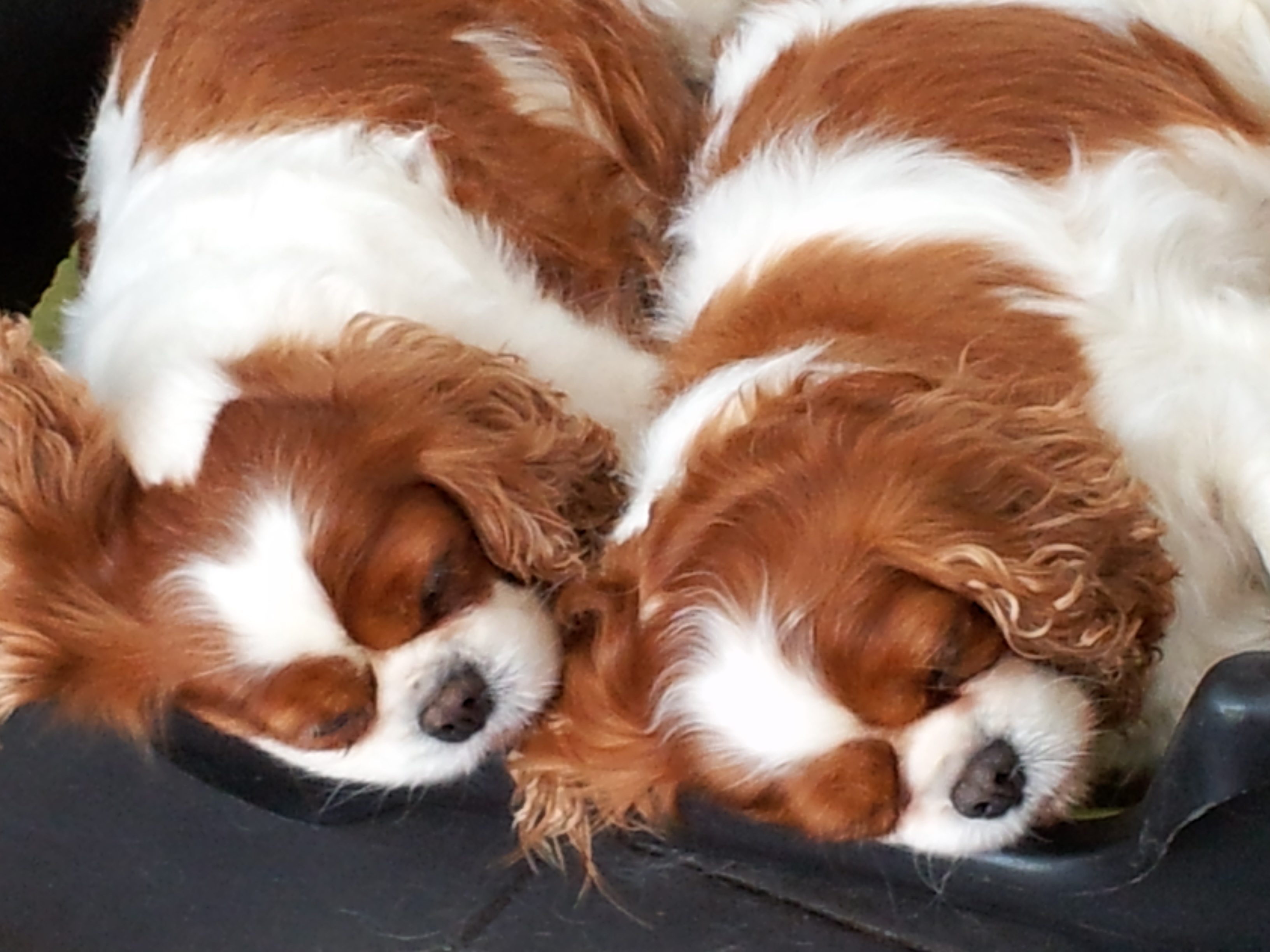 55+ Cavalier King Charles Spaniel Colorado Rescue l2sanpiero