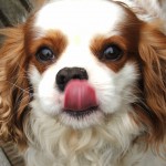 Toby