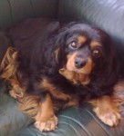 Rosie