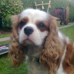Toby 3