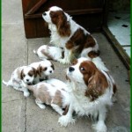 Carys and Winston with pups
