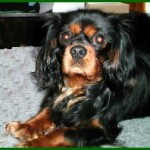 Heronbank Cavaliers - Merlin
