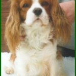 Winston Heronbank Cavaliers