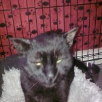 Sooty - on arrival