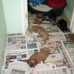 Cavalier puppies at 7 weeks Cavalier puppies at 7 weeks