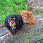 Olive with her pal on a walk