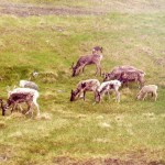 Reindeer on the North Cape Reindeer on the North Cape