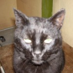 Sooty