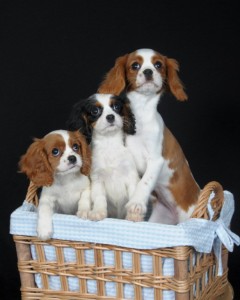 Andrews Pups Chocolate Box Pups