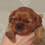 Hanaland Simply Red