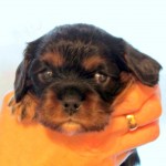 Tess pups - Dec
