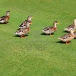 Ducks