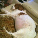 iPhone pics 2011 090