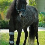 Molly Pony