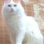 Turkish Van