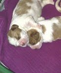 cavalier pups - blenheim