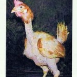 hen