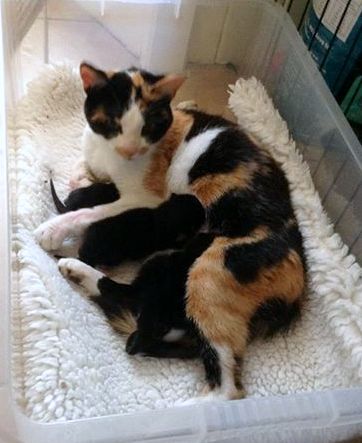 heronbank cat rescue